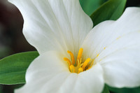 白い花　Ａ
