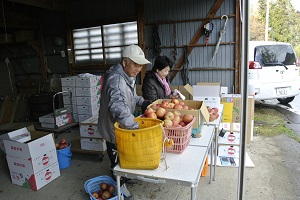 リンゴの樹オーナー制度　今日は収穫日!!