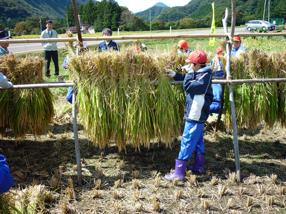 秋保米収穫