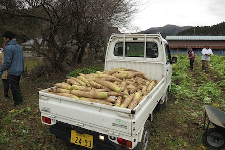 腰痛持ちには辛くも素敵な筆甫日和
