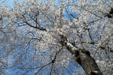 文化町の桜並木