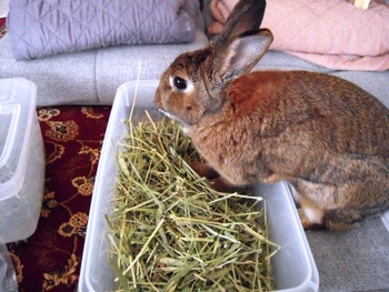 最後の牧草！？