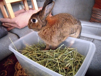 最後の牧草！？