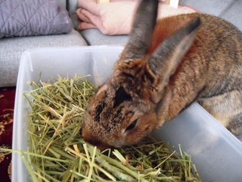 最後の牧草！？