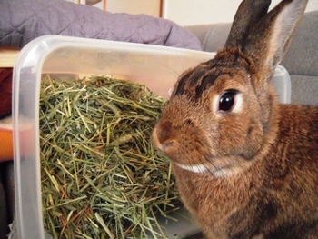 残りの牧草！？