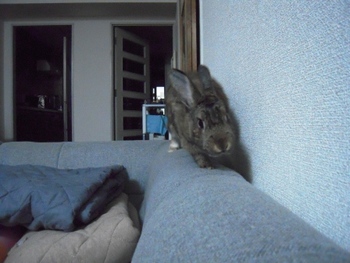 うさひな！？