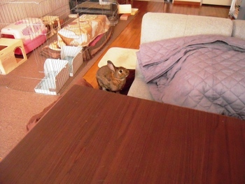 こたつ！？
