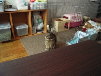 おやつが終わったら牧草！？