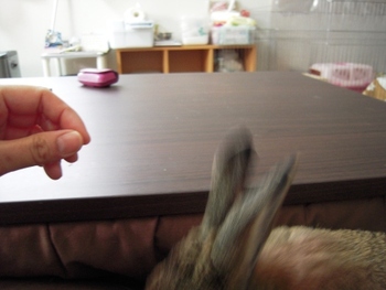 おやつが終わったら牧草！？