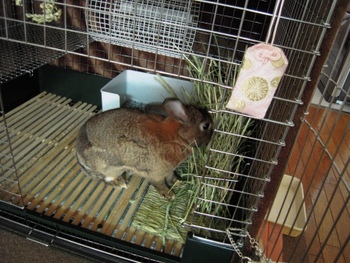 おやつが終わったら牧草！？