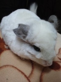 チンチラちゃん 募集再開&新たなチンチラちゃん 里親募集!?