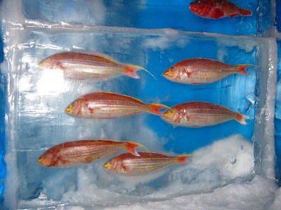 氷の水族館