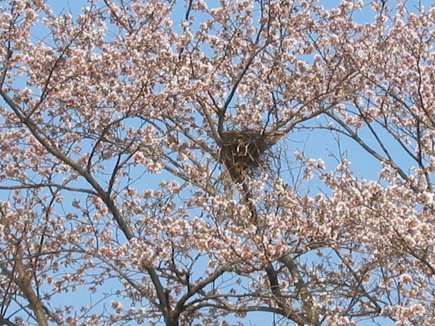 一目千本桜