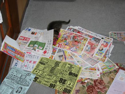 やんちゃな子猫はチラシも遊び場。