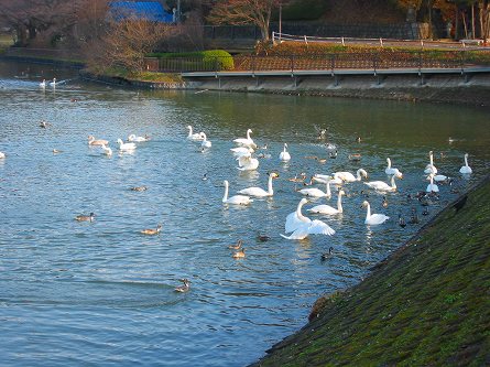 高松の池 白鳥