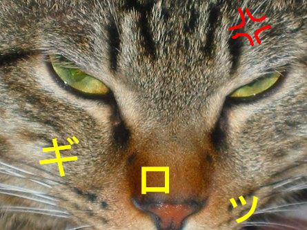 ぅわ、目つき怖っ!