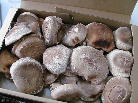 埼玉産「生しいたけ」