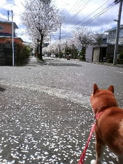 桜とアボガド♪