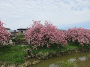 八重桜(^_^)