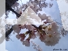 桜～sakura～
