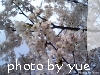 桜～sakura～