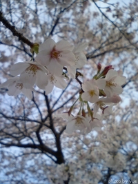 桜～sakura～(3)