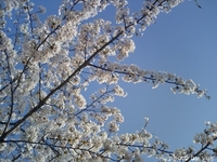 桜～sakura～(2)