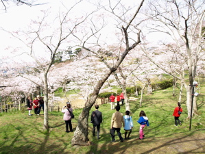 桜満開の日和山、石巻専修大学での企画展
