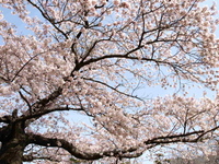桜満開の日和山、石巻専修大学での企画展