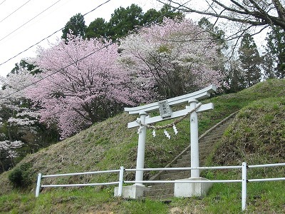 先日、「雷神社」に桜の花を見に行きました。