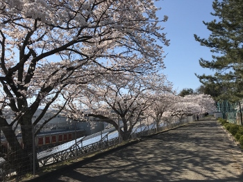 桜~♪ 桜~♪