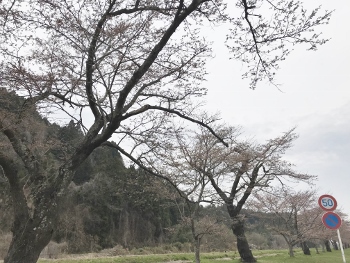 大崎市岩出山の桜