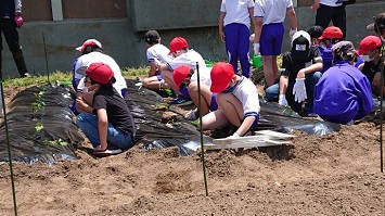 ５月３０日　畑学習(種まき苗植え)