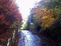 紅葉風景 ～亀井邸・東参道・勝画楼～ 11月30日(月)