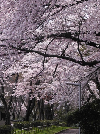 ここんとこ仙台　桜