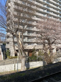 今年は早いペースで桜が咲いてますね