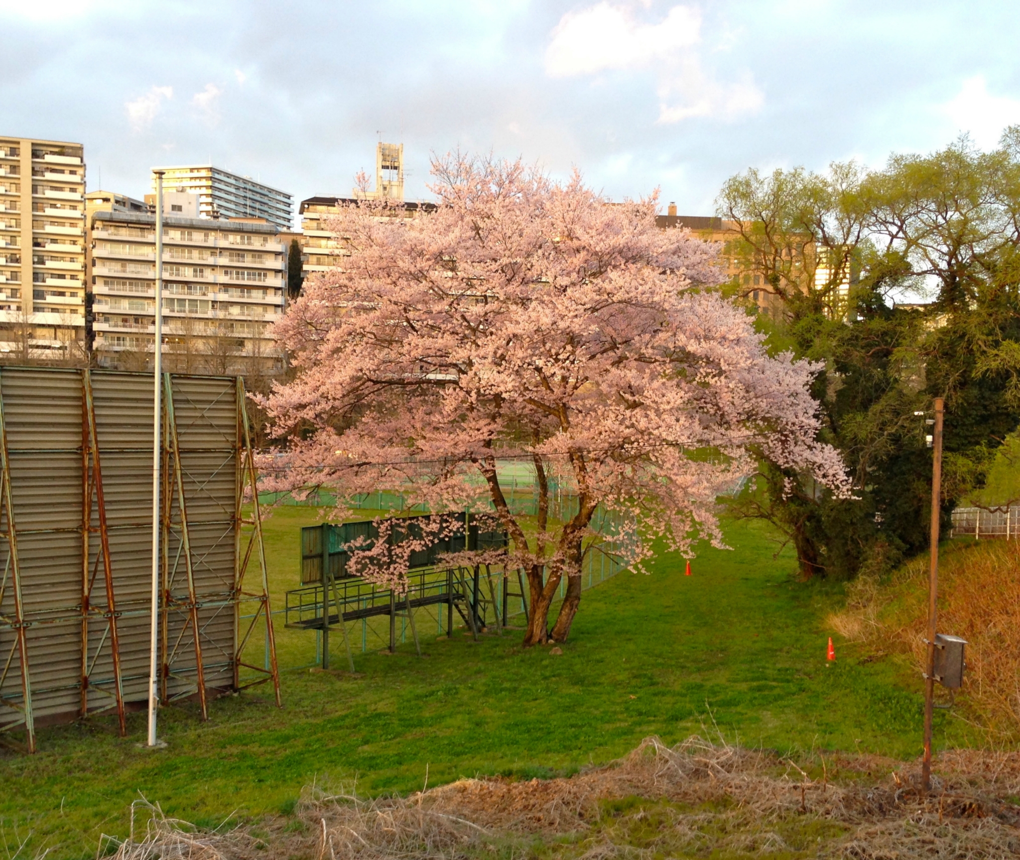 いま花壇大手町は、桜が見頃です