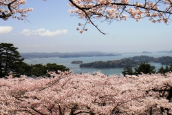 「西行戻しの松公園」の桜の開花状況