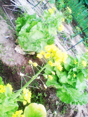 白菜の花