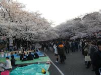 花（桜）は上野