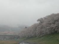 日本の桜「一目千本桜」