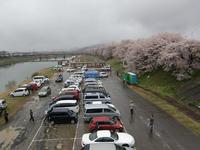 日本の桜「一目千本桜」