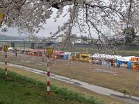 日本の桜「一目千本桜」
