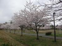 らしくない桜木