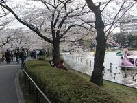 花（桜）は上野