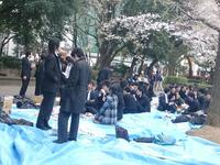 花(桜)は上野