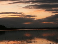 伊豆沼の夕暮と雁