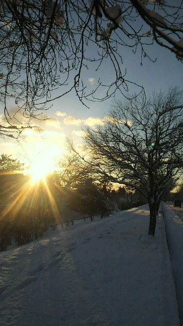 輝いて・・・雪の朝