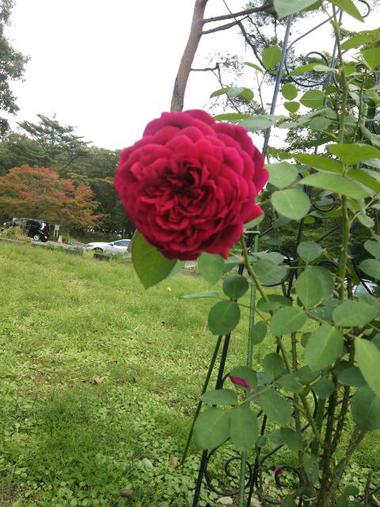 緑水亭の秋の薔薇