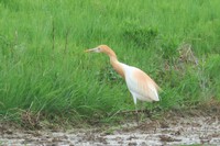 ５月２３日(金)の鳥見　今週の振り返り